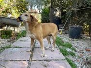 Eigenes Zuhause gesucht: MAGHERITA - Büdingen