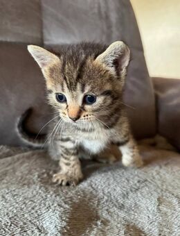 🐾 Unsere kleinen Wunder suchen ein liebevolles Zuhause! 🐾 - Völklingen