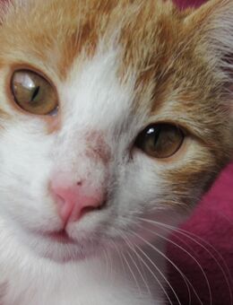 Süßes, verspieltes Katzenmädchen rot weiß 3 1/2 Monate Kätzchen weiblich Katze - Berlin