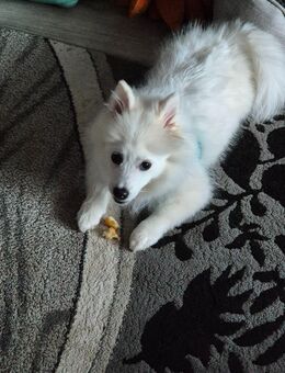 Pomerian Spitz - Hannover