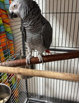 Graupapagei - Frankfurt (Oder) Zentrum