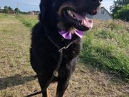 Hübscher Sammy sucht seine Familie - Margetshöchheim