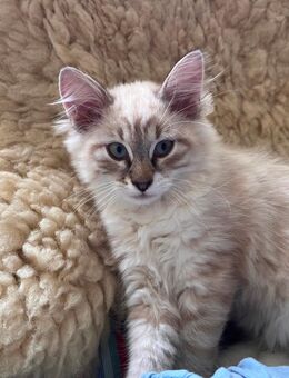Sibirische Waldkatze Kitten Katzenkinder - Altötting