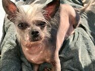 Ein leeres Körbchen.. suche Chinese Crested - Herford (Hansestadt)