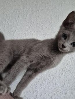 Russisch blau kitten sucht dringend neues zuhause - Duisburg