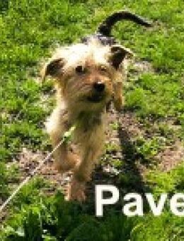 Pavel -als Weihnachtsgeschenk ungeeignet - Berlin