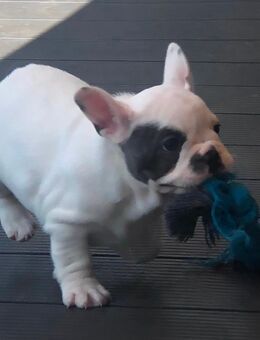 2 Französische Bulldogge Welpen reinrassig - Steinigtwolmsdorf
