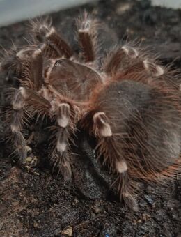 Acanthoscurria geniculata - Braunschweig