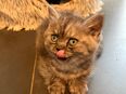 Babykatzen ! Süßen Britisch Langhaar Babys Suchen dringend ein neues Zuhause. in 50767