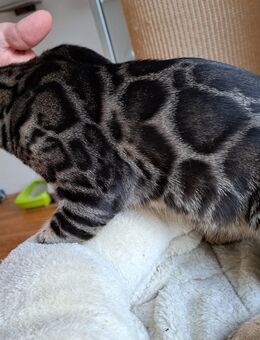 Spektakuläre Bengal Jungs mit XXL Rosetten! - Haßloch