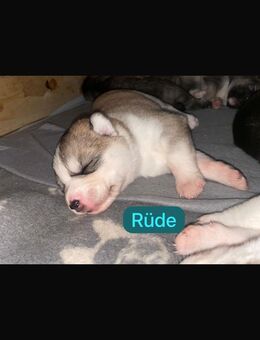 Husky Schäferhund Welpen - Selmsdorf