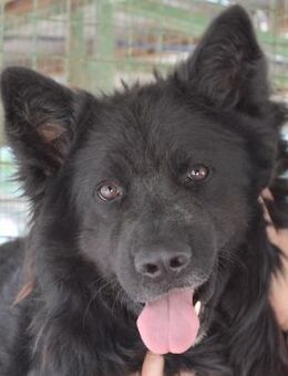 Basko - Freundlicher Rüde sucht Körbchen - Obertshausen