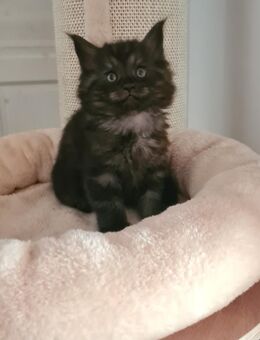 Maine Coon Adrian Black Smoke geimpft entwurmt mit Starterpaket - Leipzig