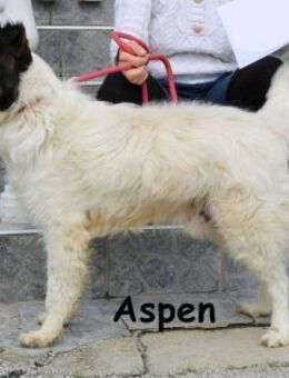 Aspen Mehr Abenteuer ... - Kissing