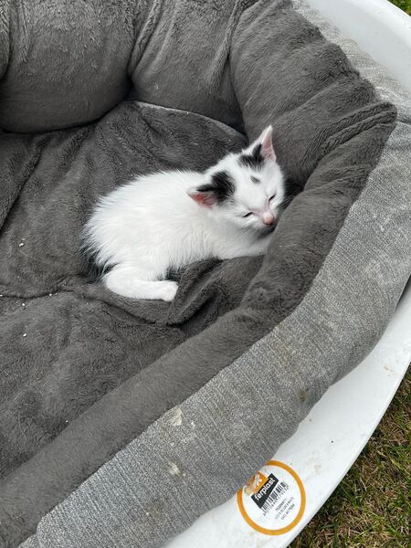 Wunderschöne Kätzchen/ Kitten - Swisttal