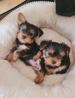 Yorkshire Terrier Welpen – Pablo & Bella suchen ab dem 11.10. ein liebevolles Zuhause - Hamburg