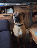 Hund sucht neues zu Hause in 24939
