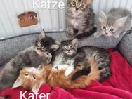 2 norwegische Waldkatzen Kitten o.P. geworden