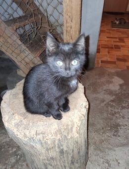 Katzenbaby Auszug ist ab sofort möglich - Merzen