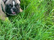 Französische Bulldogge - Doberschau-Gaußig