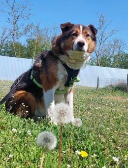 Milo, sucht einen Gnadenplatz - Bonndorf (Schwarzwald)