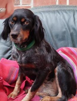 Zarte Jamila sucht liebe(n) Menschen - Tornesch