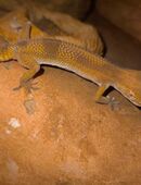Leopardengecko Wei. in 33415