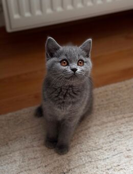 BKH-Kitten (Britisch Kurzhaar) sucht ein neues Zuhause - Bielefeld
