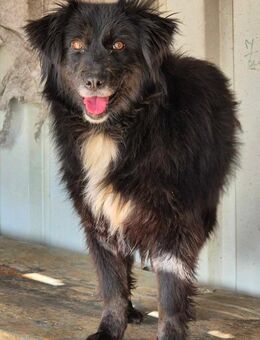 Hübsche ASA sucht liebes Zuhause - Neuberg