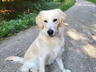 Golden Retriever Rüde Bobby - Salzgitter