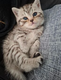 BKH Silver Tabby / British Kurzhaar Whiskas Kitten - Hamburg
