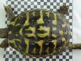 Griechische Landschildkröte, Testudo hermanni hermanni, Zuchtweibchen in 14612