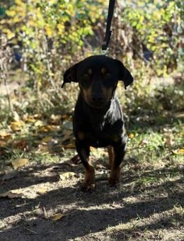 Wer hat ein Körbchen für Fortunato? - Heinsberg