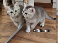 BKH Kitten reinrassige - Bad Oldesloe