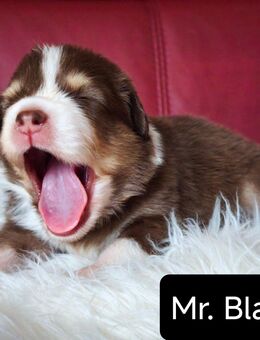 Australian Shepherd Welpen reinrassig mit Papieren in Red White Copper & Red Merle - Wechingen