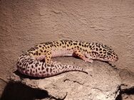 Leopardgecko inkl. Terrarium - Reichshof