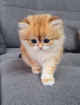 Wunderbare BKH & BLH Kitten - Schwalbach