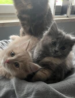 Perser/Main coon Mix kitten abzugeben - Pockau