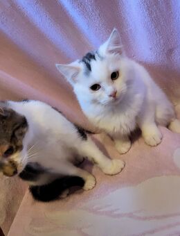 Zwei Geschwister Paare - Warmsen