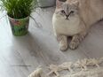 Verlorene Katze in 97084
