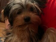 Yorkshire Terrier (männlich) - Berlin