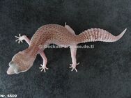 0,5 +45g Weibchen adult zuchtreif Leopardgecko Midnight Blizzard Mack Super Snow Raptor Pied - Berlin