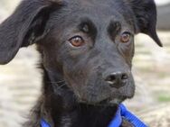 Hundekind ARTHUR - Gefrees