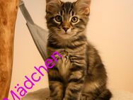 Reinrassige Maine Coon Kitten - Herzogenrath