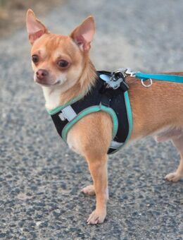 Wunderschöner Chihuahua Deckrüde - Schwalmtal (Nordrhein-Westfalen)