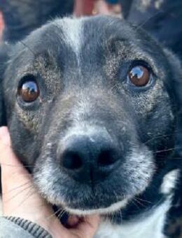 Schmuser Enzo - perfekter Seniorenhund - Hamburg