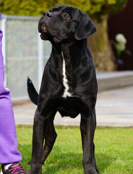 Cane Corso Welpen der S-Klasse!! - Nauen