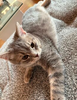 Britisch Kurzhaar Kater - Molauer Land