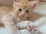 Maine Coon Kitten - Reinrassig - Weil