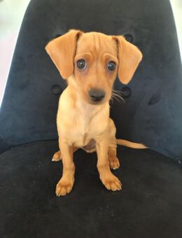 Charly sucht ein liebevolles Zuhause - Pforzheim